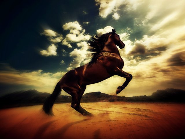 desert_horse_by_jihadprincess-d30z76v